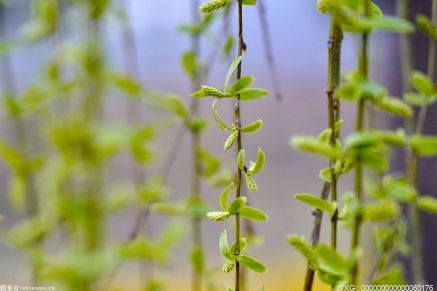 胆固醇高的朋友注意了 5种方法帮你维持胆固醇的平衡
