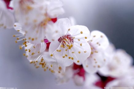 补气血、清肠胃等 它的好处难以想想