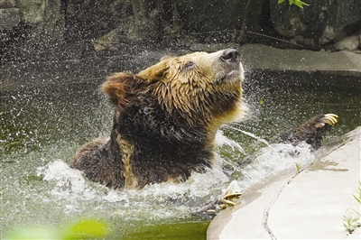 高温天气让天津动物园的动物开启花式避暑小妙招